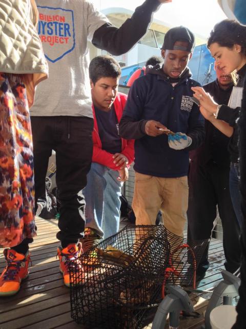 New York Harbor School students show off oysters they're learning how to grow and measure.