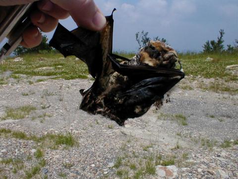 Ed Gates holds a red bat.