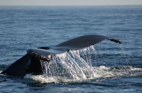 A whale's tale breaches the water.