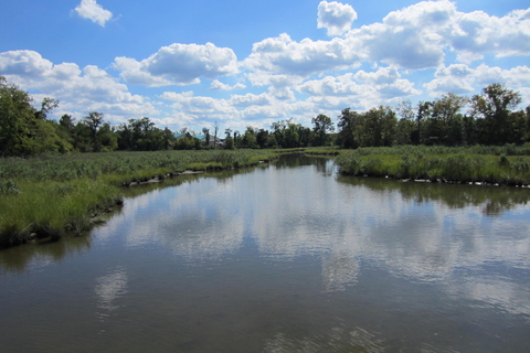 Marsh at Horn Point