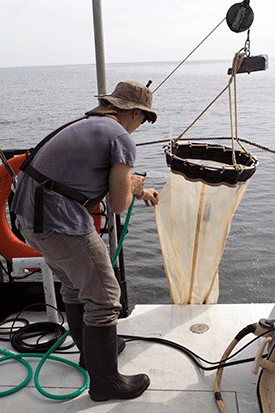 Ryan Woodland, a fisheries scientist, recovers a net pulled up though the Chesapeake Bay’s water column to collect phytoplankton and zooplankton. 