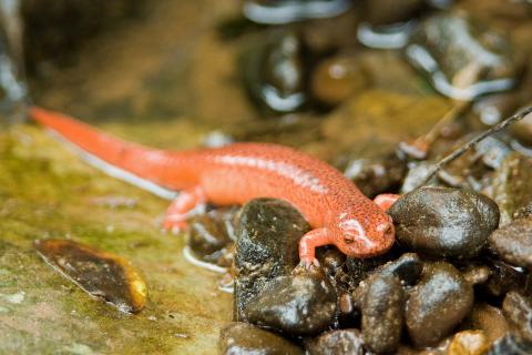 Northern Red Salamander