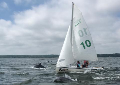 Dolphins swim near a sailboat