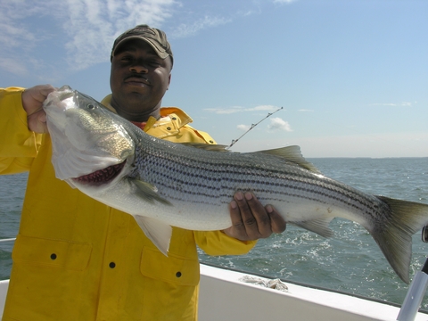 man on a boat holding up a striped bass