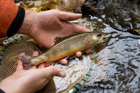 hands holding a fish