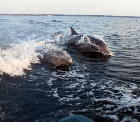 two dolphins riding a wave in the chesapeake bay