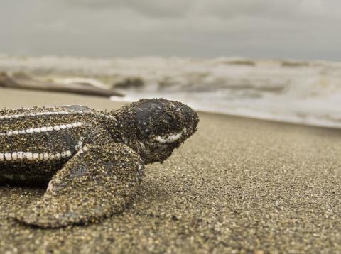 Leatherback turtle hatchling on the beach