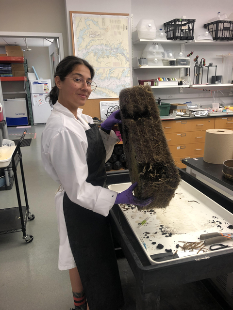 Isabel Sanchez holding a piece of holding wetlands in the lab