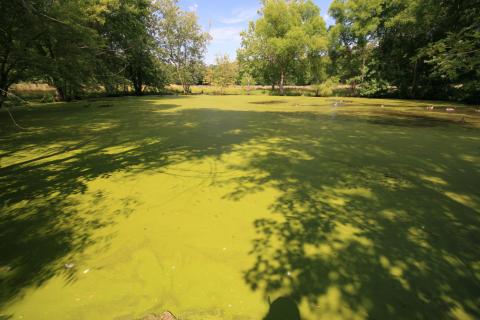 Picture of green algae bloom