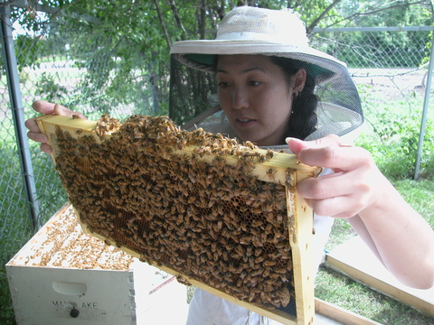 Dr. Judy Wu Smart holding frame from beehive with honey bees on it. 