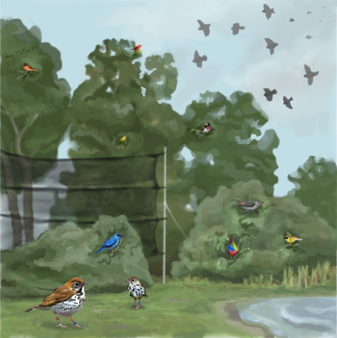 Graphic of birds next to power lines at a stop over point
