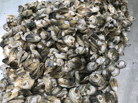  A pile of oyster shells