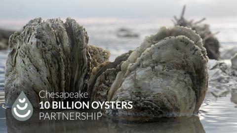 Chesapeake 10 Billion Oyster Project