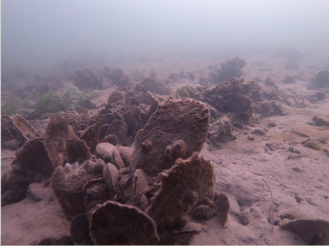 Oyster reef