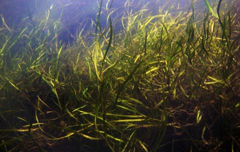 Submerged aquatic vegetation in Chesapeake Bay
