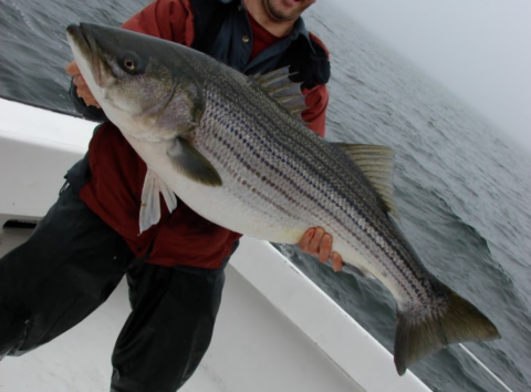 Large rockfish leave Chesapeake Bay to become ocean migrators; smaller fish  remain