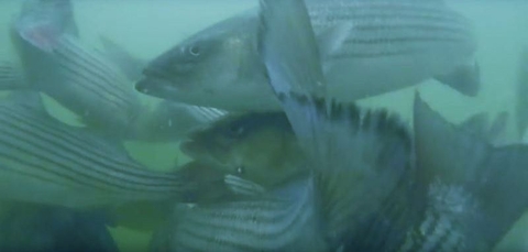 Striped bass swim in a large net enclosure