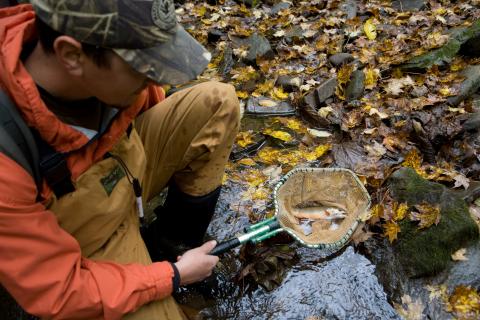 researcher holding a fish in a net