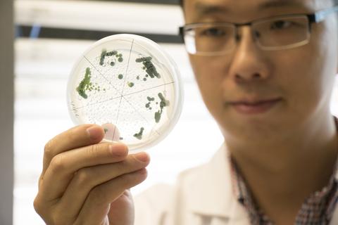 Yantao Li holds up an algae culture to the light