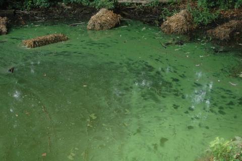 harmful algal bloom