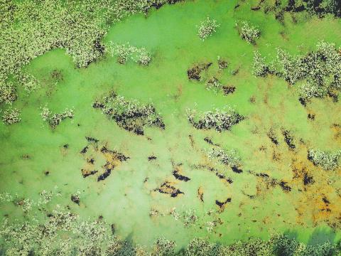 Toxic algal bloom