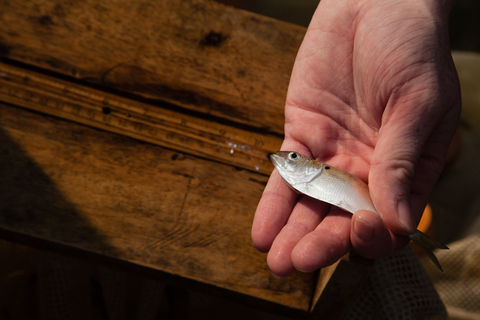 menhaden in a hand