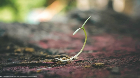 single, small green plant backlit by the sun and surrounded by dark red soil