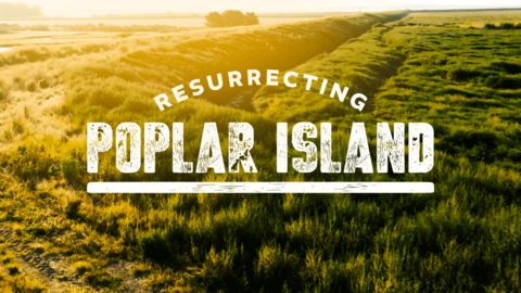Image of grass and water with the words Resurrecting Poplar Island