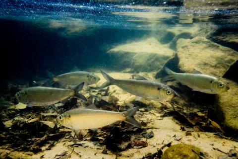 Alewife herring gather after swimming upstream to spawn in Susquehanna State Park in Harford County Md. on April 20, 2017 (Photo by Will Parson/Chesapeake Bay Program)