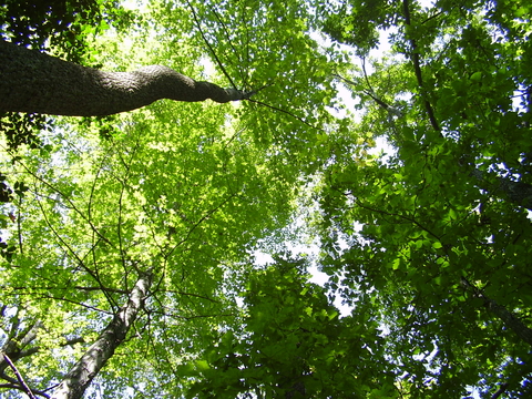 Looking up from the forest floor, a green canopy with sunlight peaking through the trees