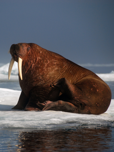 A walrus on sea ice.