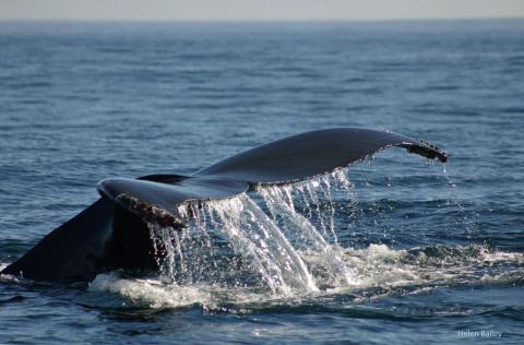 A whale's tail breaches the ocean's surface. Photo by Helen Bailey