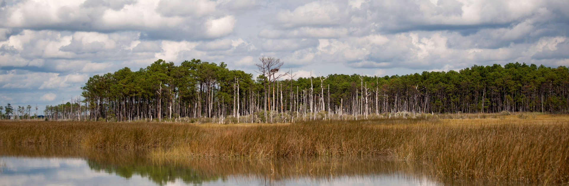 Water meets marsh and land