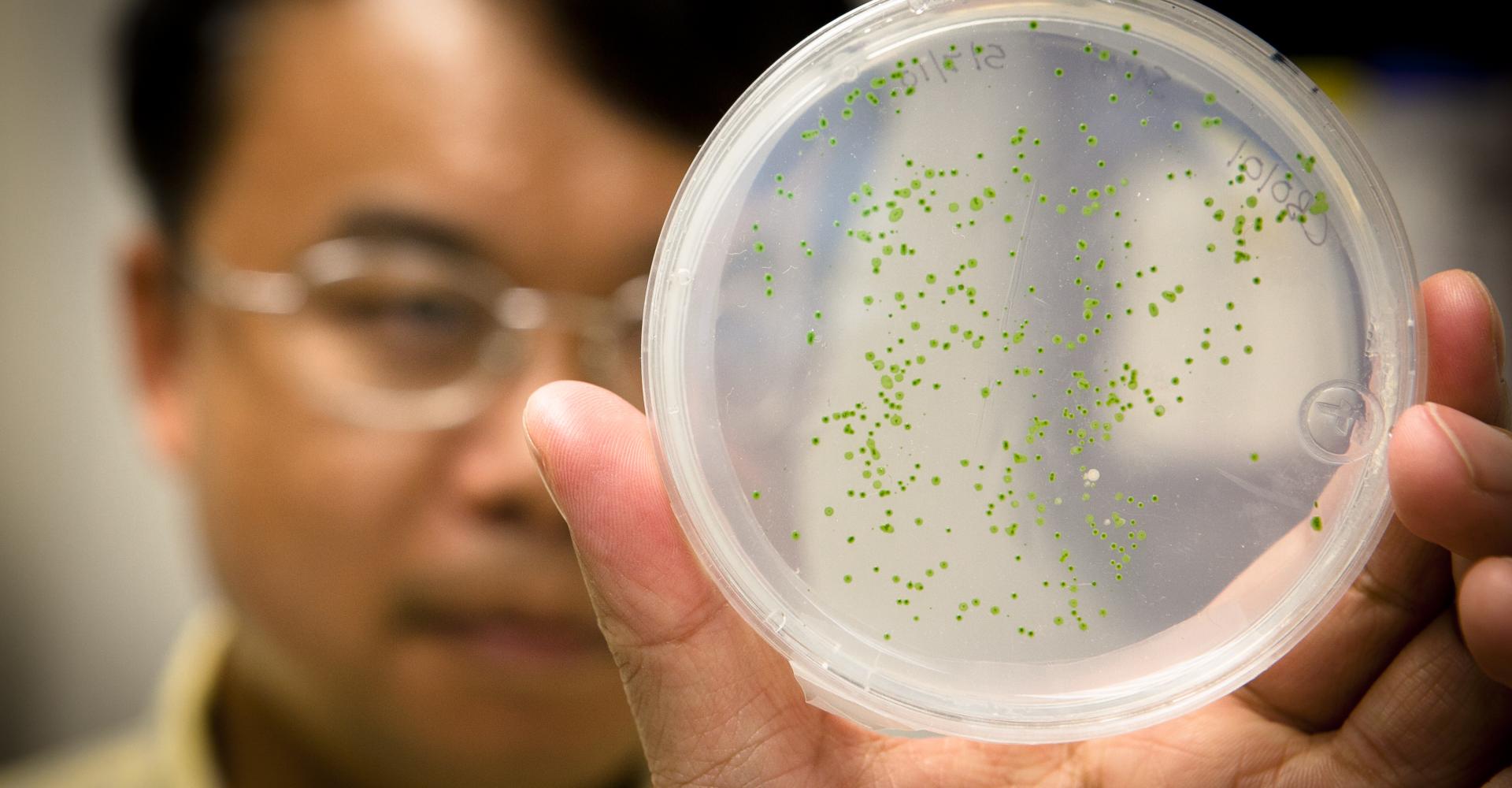 Feng Chen holding up algae culture in petri dish