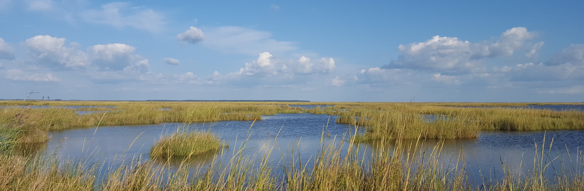 Marsh landscape