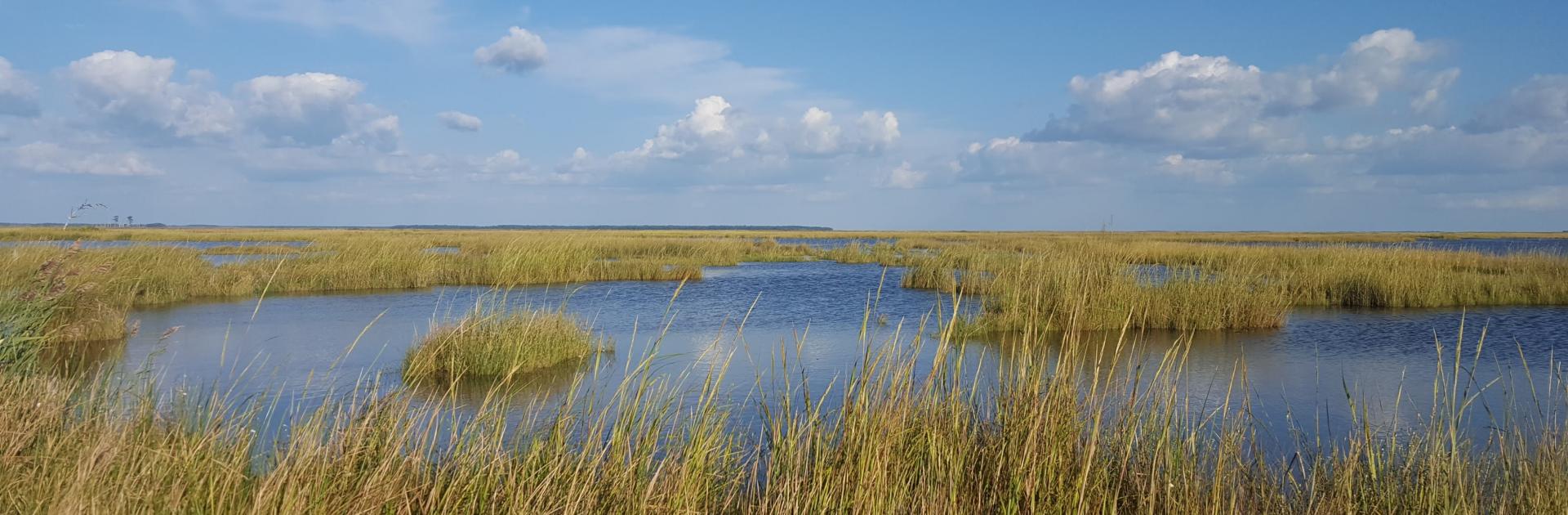 Marsh land at Blackwater Wildlife Refuge