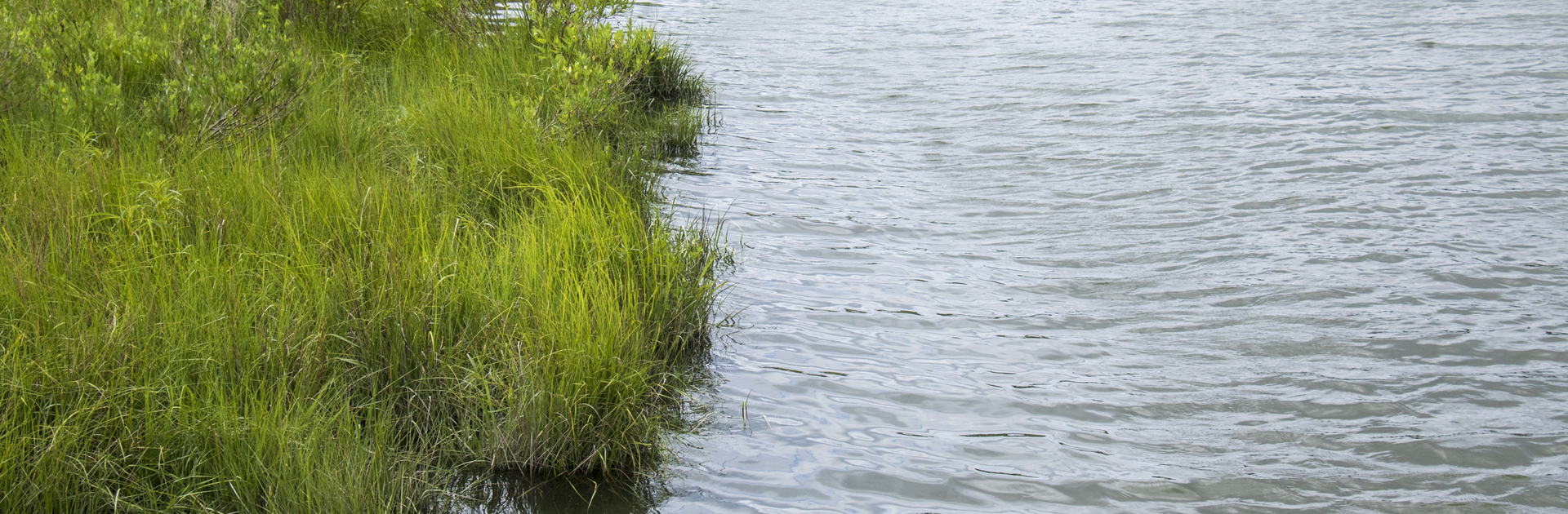 a coastal wetland