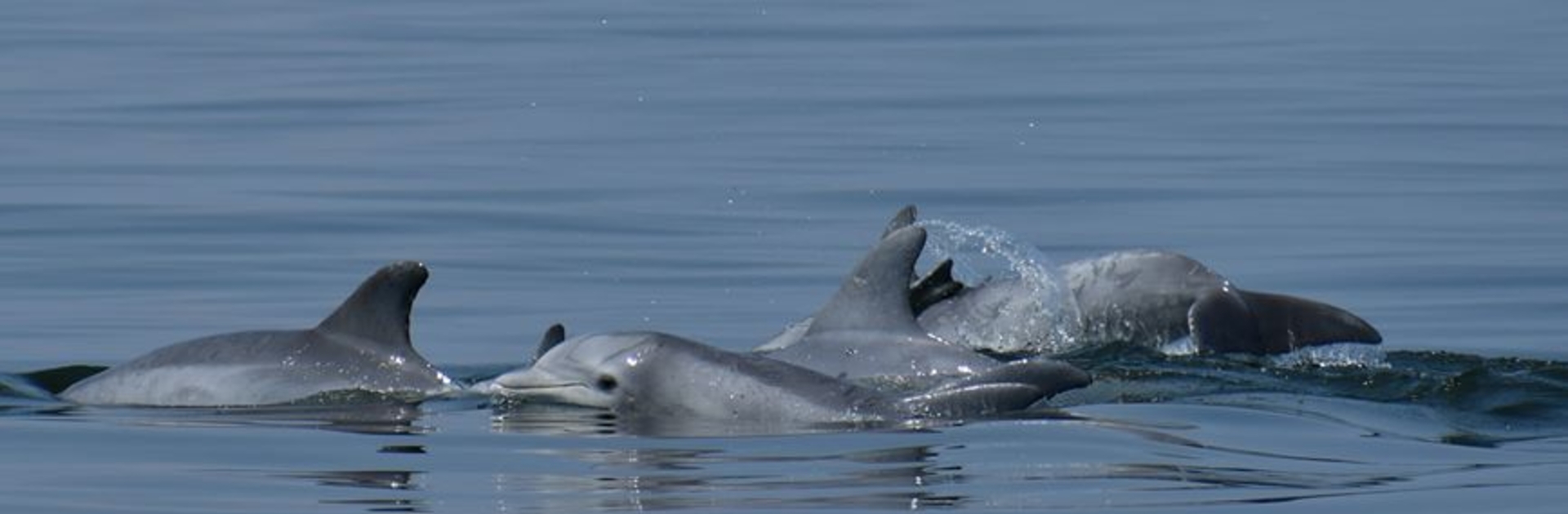 Photo of dolphins swimming in a river