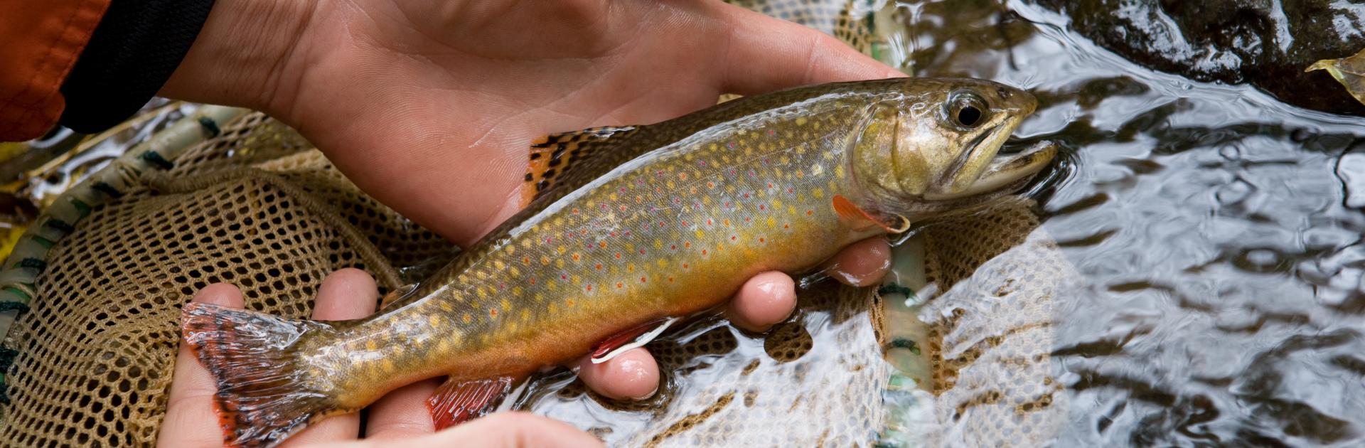 hands holding a fish