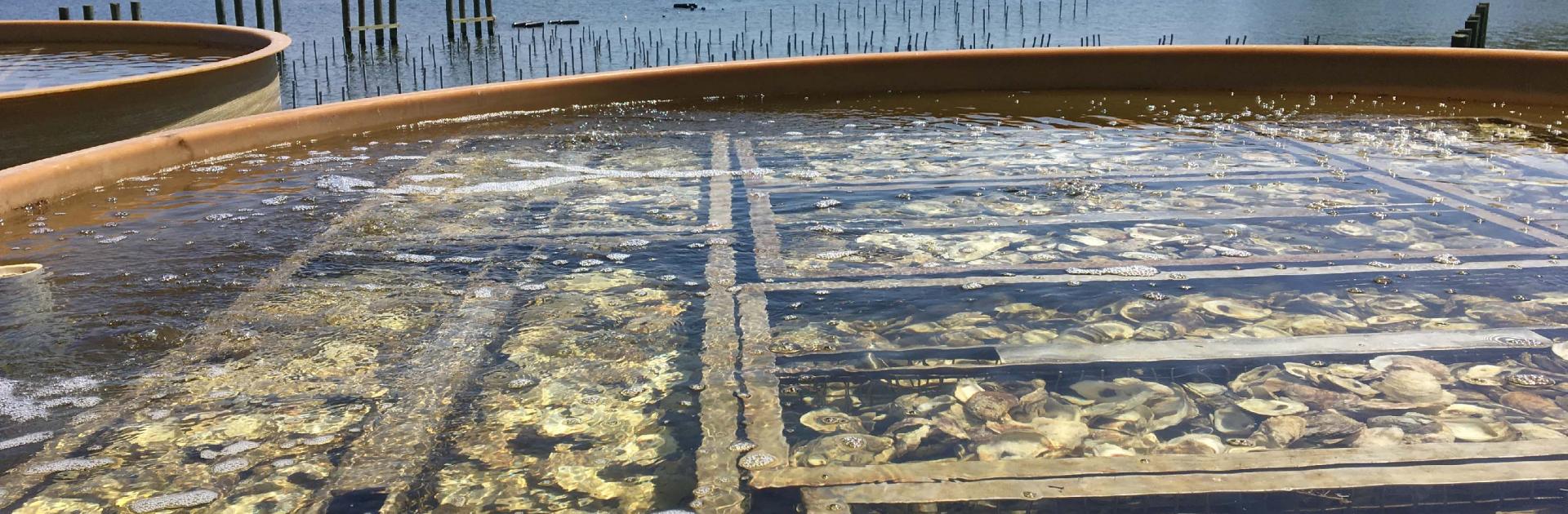 An oyster setting tank at Horn Point Laboratory in Cambridge