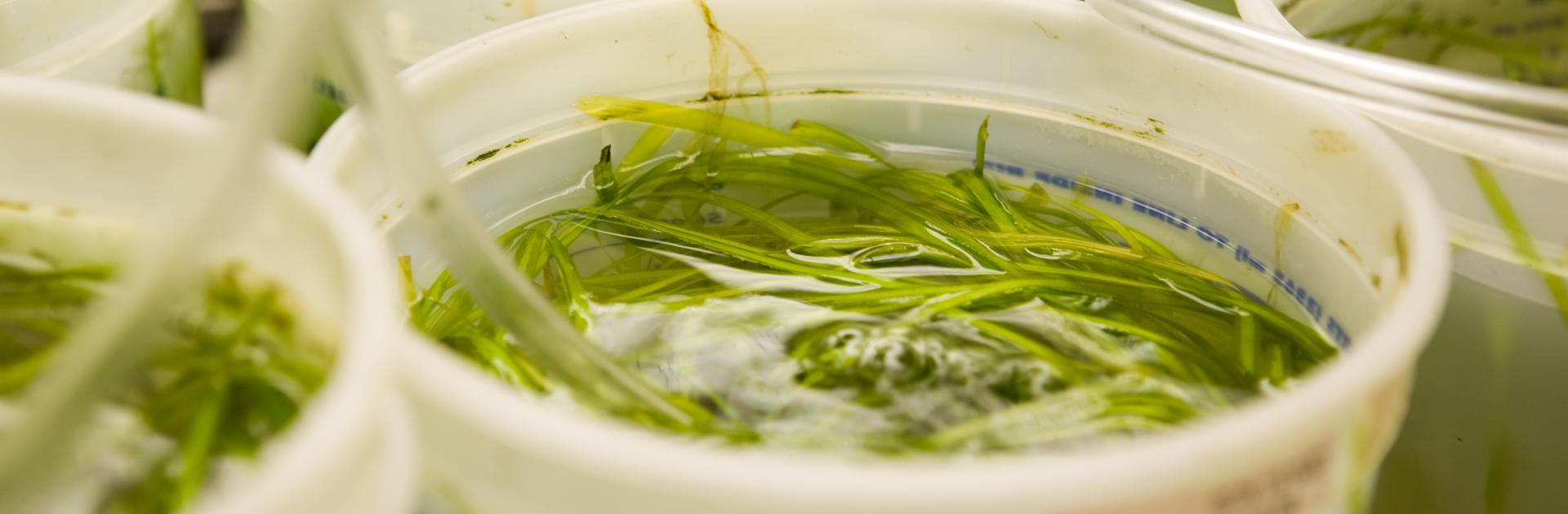 Photo of Vallisneria plants in AL greenhouse