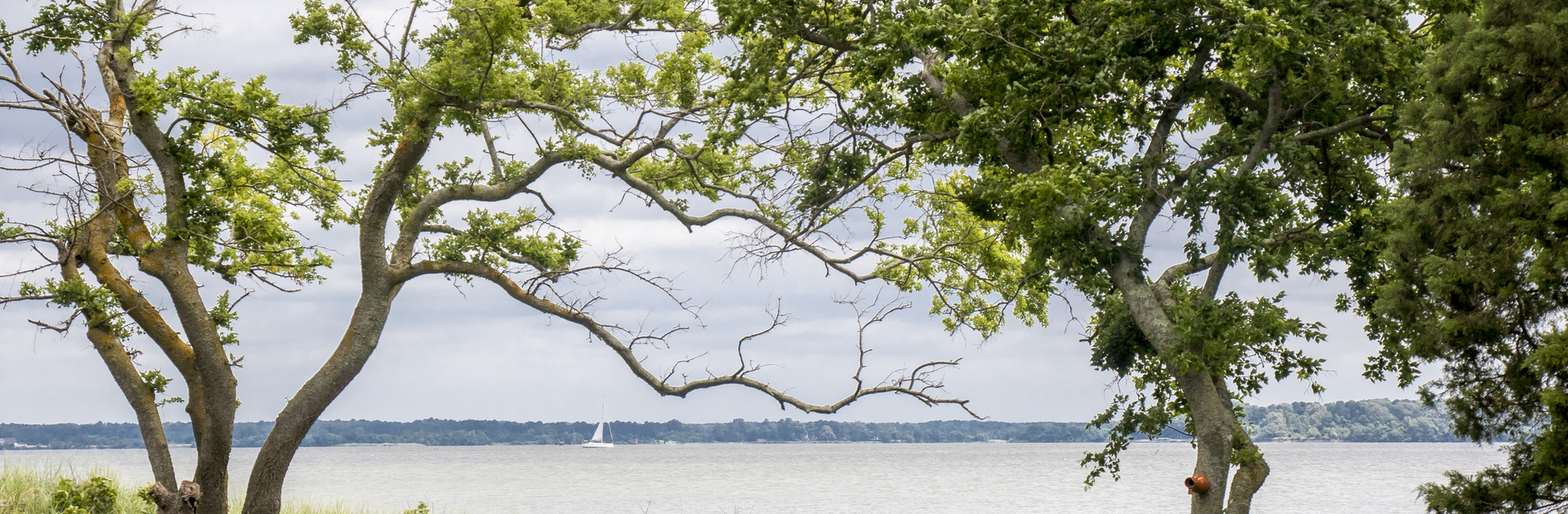 trees over looking the chesapeake bay