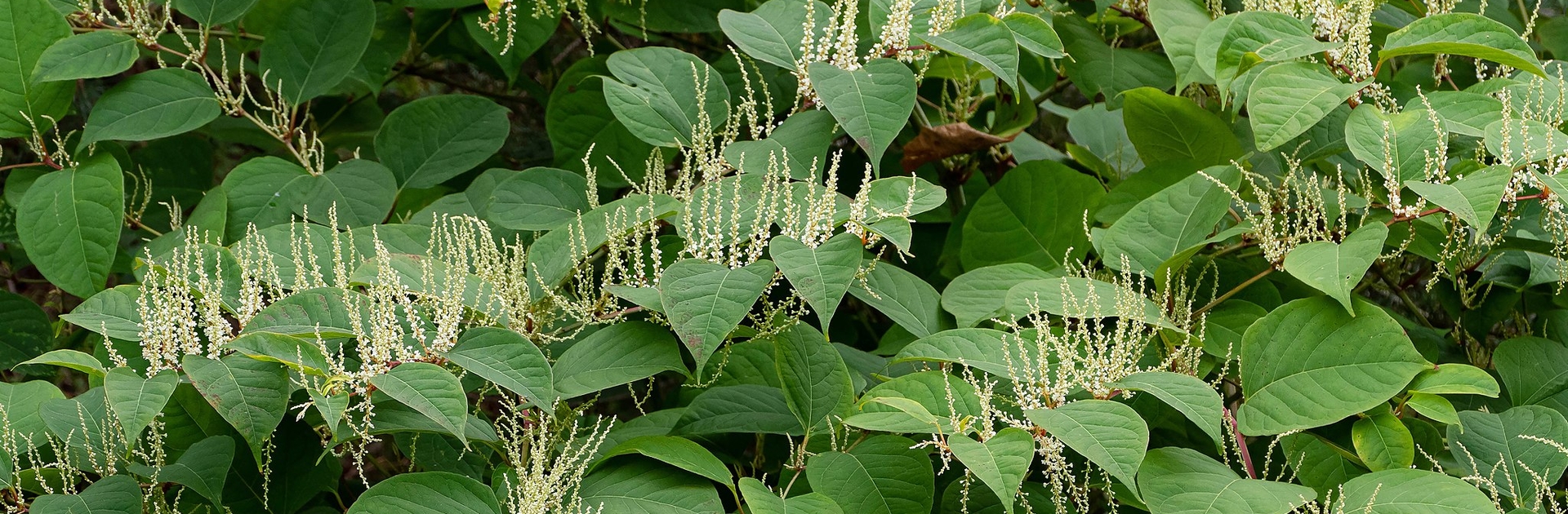 Photo of Japanese Knotweed, a plant invasive to North America