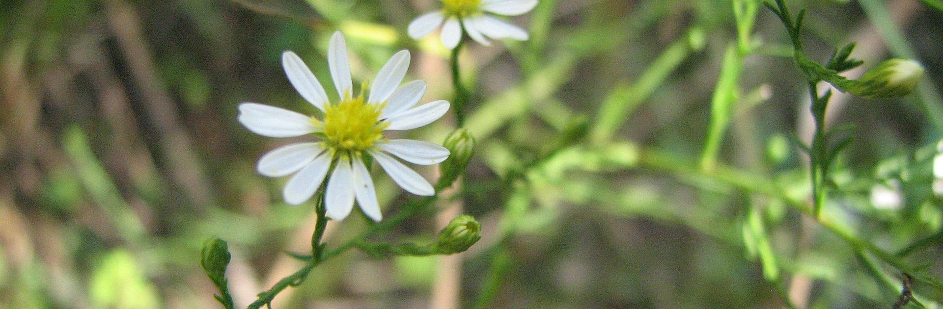 Photo of Symphyotrichum depauperatum at Nottingham