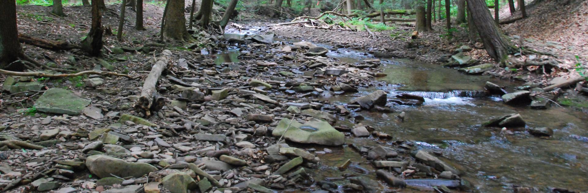 forest stream