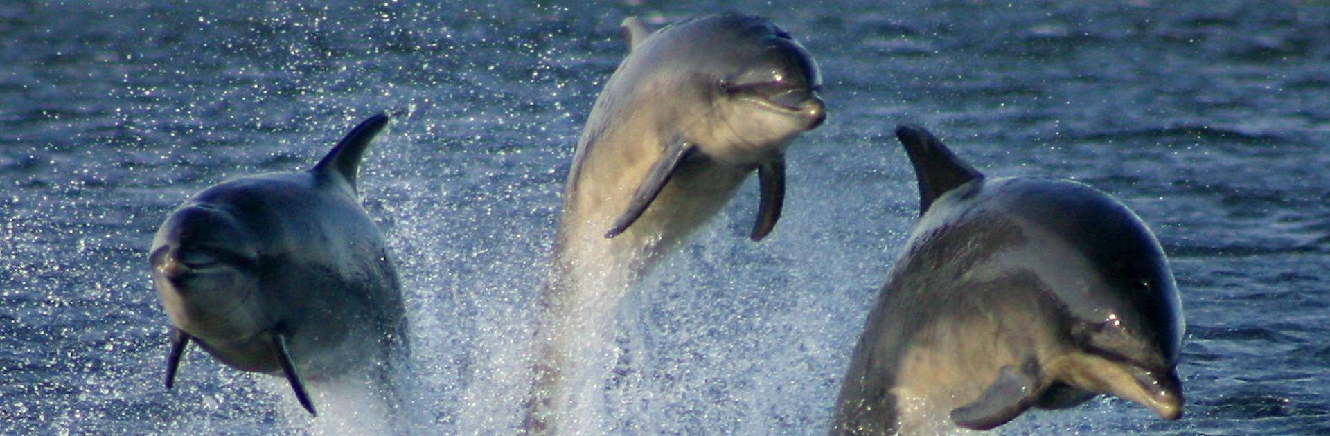 another view of dolphins jumping out of the water