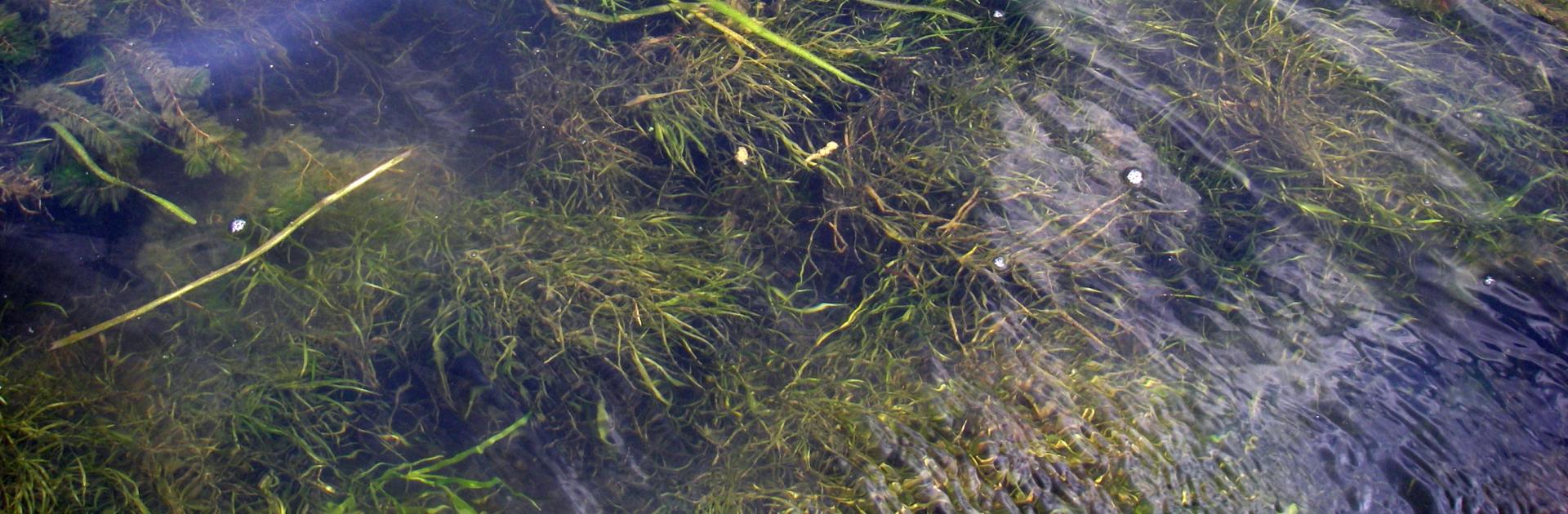 seagrass in Chesapeake