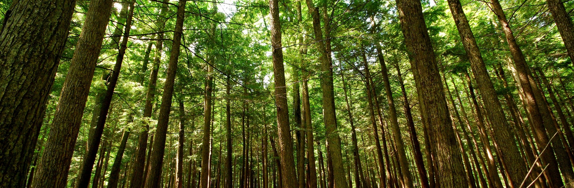 Image of an eastern hemlock forest