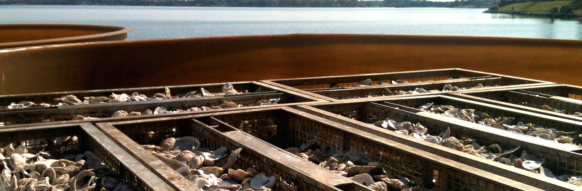 Oysters ready for planting in Choptank