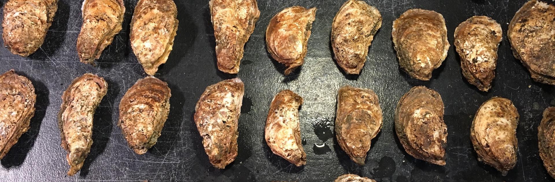 oysters on spawning table